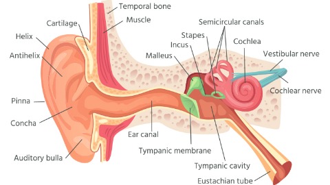 耳朵構造