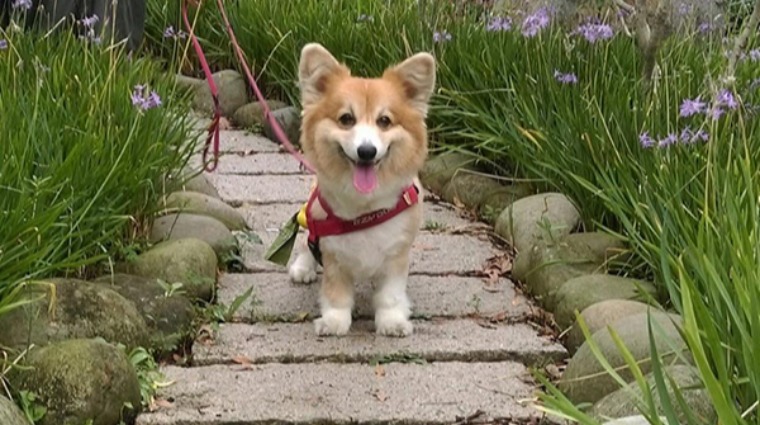 家犬 家犬