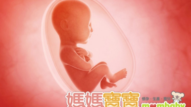 胎位示意 胎位示意