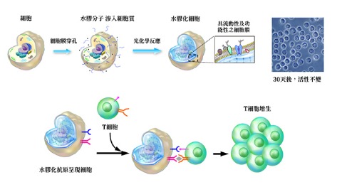 果凍細胞原理