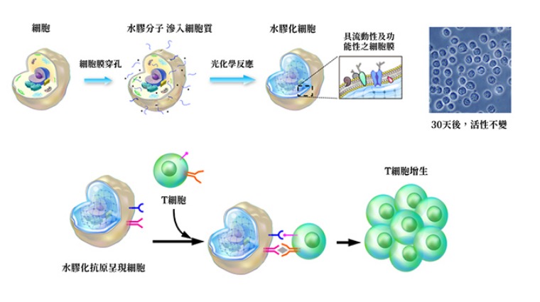 果凍細胞原理 果凍細胞原理
