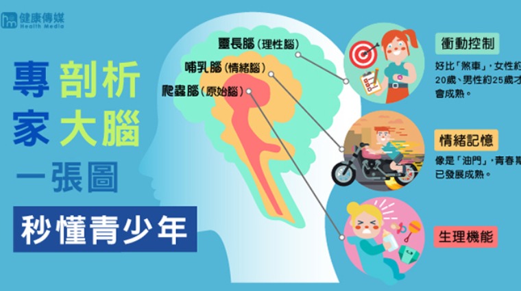 專家剖析大腦 一張圖秒懂青少年 專家剖析大腦 一張圖秒懂青少年
