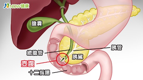 壺腹