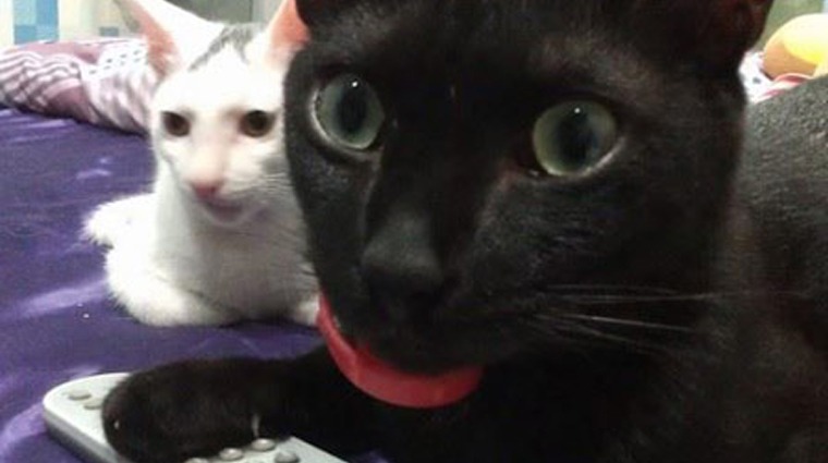 犬貓洗牙合併健檢 犬貓洗牙合併健檢