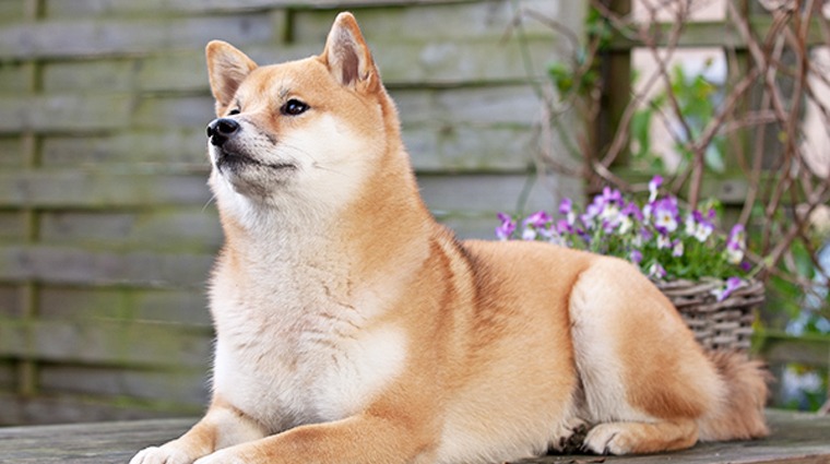 柴犬 柴犬