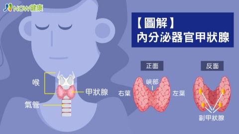 圖解內分泌器官甲狀腺