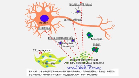 幹細胞外泌體說明圖