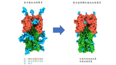 單醣化嵌合血凝集（chimeric HA）蛋白疫苗