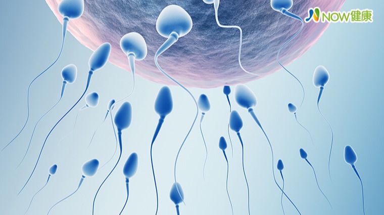 精子 精子