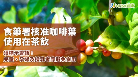 食藥署核准咖啡葉使用在茶飲 須標示警語：兒童、孕婦及授乳者應避免食用