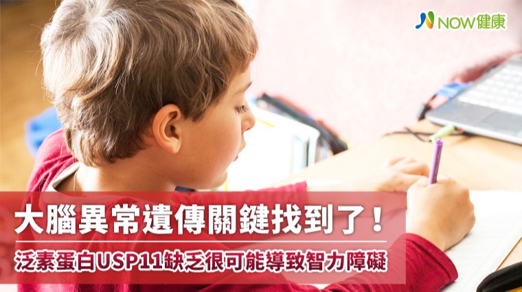 大腦異常遺傳關鍵找到了！泛素蛋白USP11缺乏很可能導致智力障礙