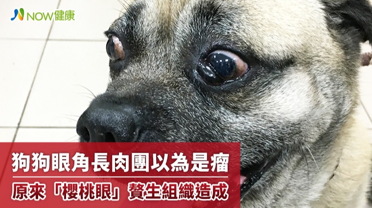 狗狗眼角長肉團以為是瘤 原來「櫻桃眼」贅生組織造成 狗狗眼角長肉團以為是瘤 原來「櫻桃眼」贅生組織造成