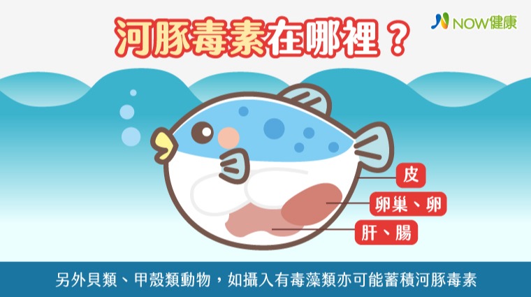 河豚毒素在哪裡？