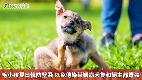 毛小孩夏日慎防壁蝨 以免傳染萊姆病犬隻和飼主都遭殃