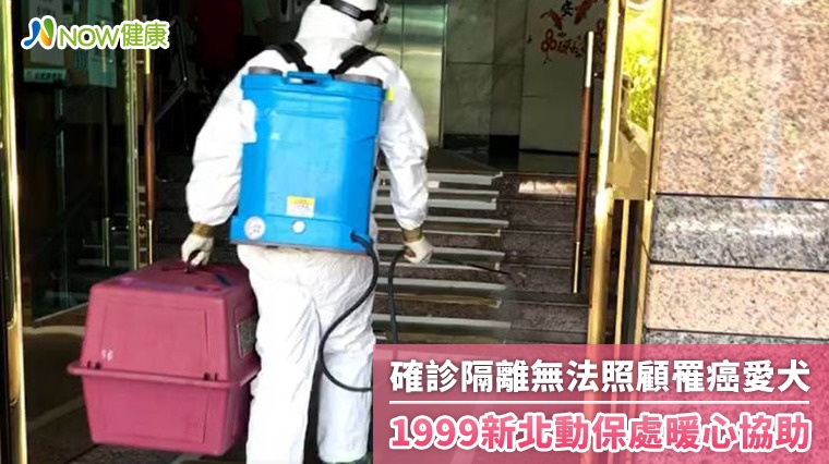 確診隔離無法照顧罹癌愛犬 1999新北動保處暖心協助 確診隔離無法照顧罹癌愛犬 1999新北動保處暖心協助