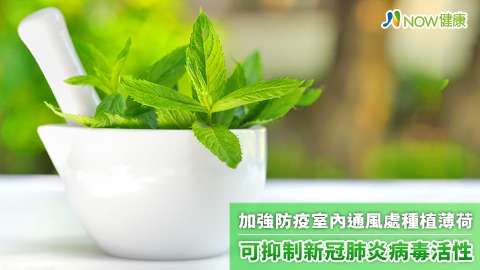加強防疫室內通風處種植薄荷 可抑制新冠肺炎病毒活性