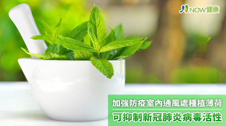 加強防疫室內通風處種植薄荷 可抑制新冠肺炎病毒活性 加強防疫室內通風處種植薄荷 可抑制新冠肺炎病毒活性