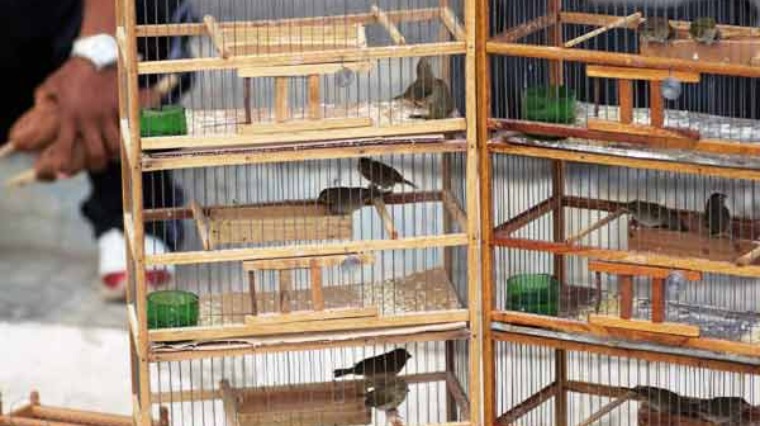 鳥籠 鳥籠