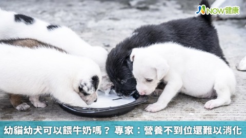 幼貓幼犬可以餵牛奶嗎？ 專家：營養不到位還難以消化