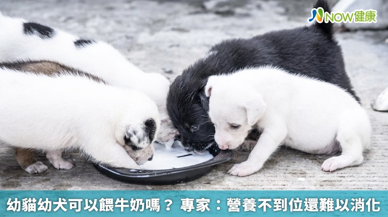 幼貓幼犬可以餵牛奶嗎? 專家:營養不到位還難以消化 幼貓幼犬可以餵牛奶嗎? 專家:營養不到位還難以消化