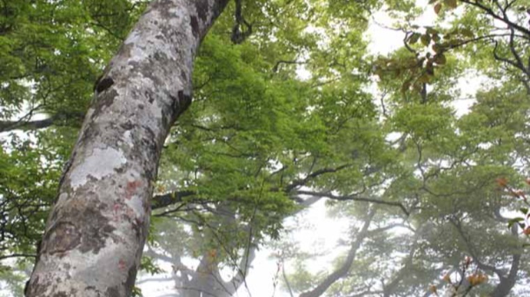 山毛櫸步道 如奇幻夢境 山毛櫸步道 如奇幻夢境