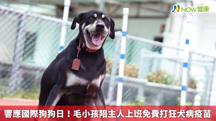 響應國際狗狗日！ 毛小孩陪主人上班免費打狂犬病疫苗