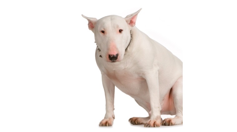 避免牙周病!逾兩歲犬隻應做口腔檢查 避免牙周病!逾兩歲犬隻應做口腔檢查