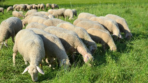 至北非騎駱駝吃生牛羊肉  小心布氏桿菌上身