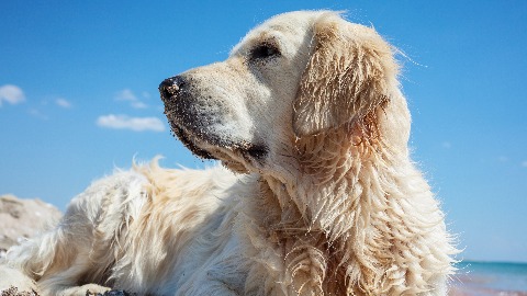 愛犬殺手！犬心絲蟲症可能奪命