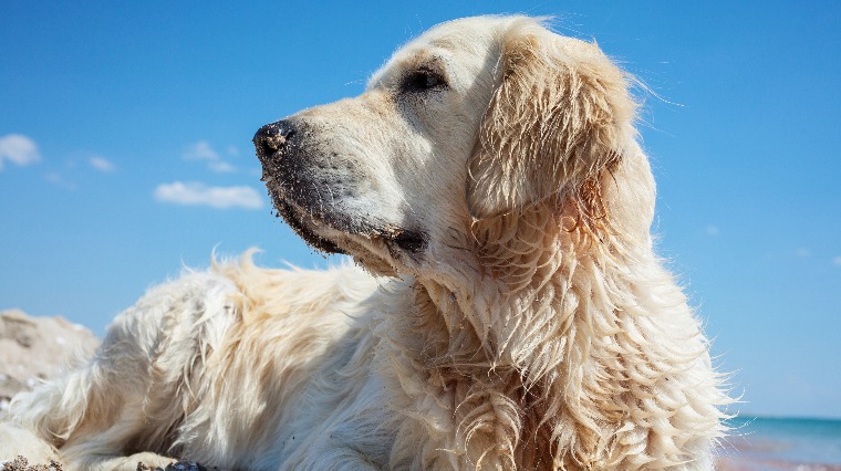 愛犬殺手!犬心絲蟲症可能奪命 愛犬殺手!犬心絲蟲症可能奪命