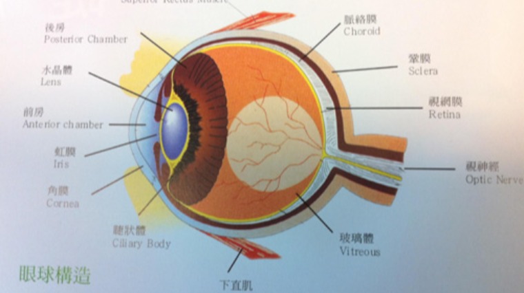從日本核災看輻射線對眼球的影響 從日本核災看輻射線對眼球的影響