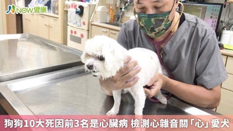 狗狗10大死因前3名是心臟病 檢測心雜音關「心」愛犬