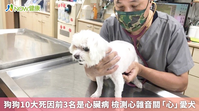狗狗10大死因前3名是心臟病 檢測心雜音關「心」愛犬 狗狗10大死因前3名是心臟病 檢測心雜音關「心」愛犬