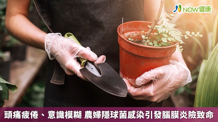 頭痛疲倦、意識模糊 農婦隱球菌感染引發腦膜炎險致命 頭痛疲倦、意識模糊 農婦隱球菌感染引發腦膜炎險致命