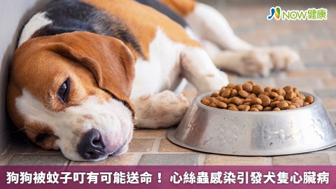 狗狗被蚊子叮有可能送命！ 心絲蟲感染引發犬隻心臟病