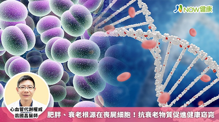 肥胖、衰老根源在喪屍細胞！ 抗衰老物質促進健康窈窕