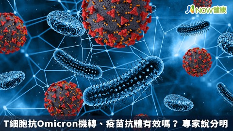 T細胞抗Omicron機轉、疫苗抗體有效嗎？ 專家說分明