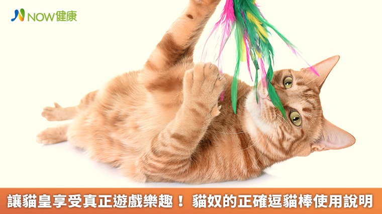 讓貓皇享受真正遊戲樂趣! 貓奴的正確逗貓棒使用說明 讓貓皇享受真正遊戲樂趣! 貓奴的正確逗貓棒使用說明