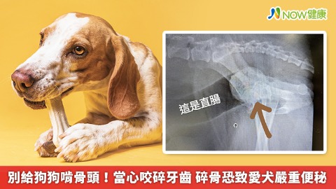 別給狗狗啃骨頭！當心咬碎牙齒 碎骨恐致愛犬嚴重便秘 