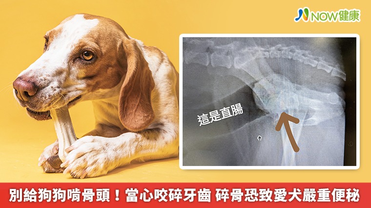 別給狗狗啃骨頭!當心咬碎牙齒 碎骨恐致愛犬嚴重便秘 別給狗狗啃骨頭!當心咬碎牙齒 碎骨恐致愛犬嚴重便秘