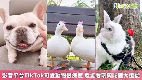 影音平台TikTok可愛動物很療癒 還能看瑞典駝鹿大遷徙