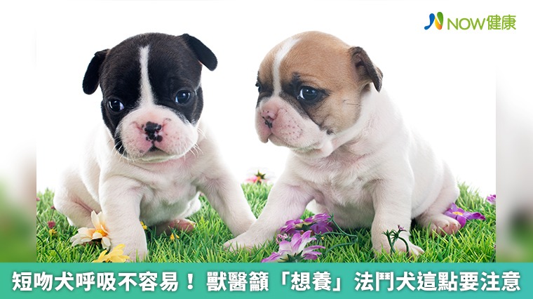 短吻犬呼吸不容易! 獸醫籲「想養」法鬥犬這點要注意 短吻犬呼吸不容易! 獸醫籲「想養」法鬥犬這點要注意