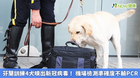 芬蘭訓練4犬嗅出新冠病毒！ 機場檢測準確度不輸PCR