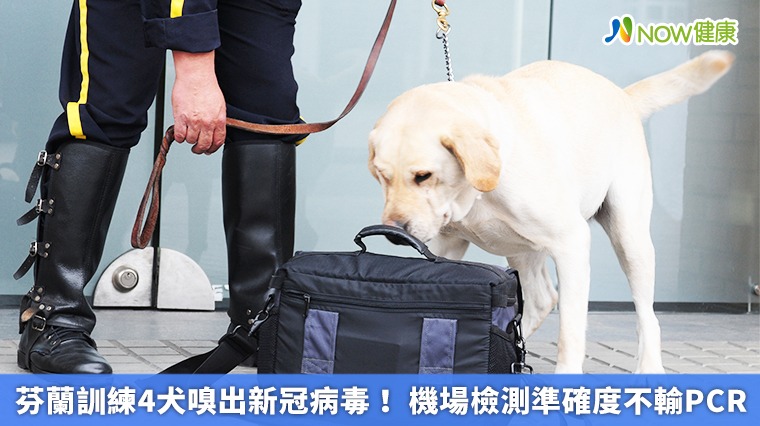 芬蘭訓練4犬嗅出新冠病毒！ 機場檢測準確度不輸PCR