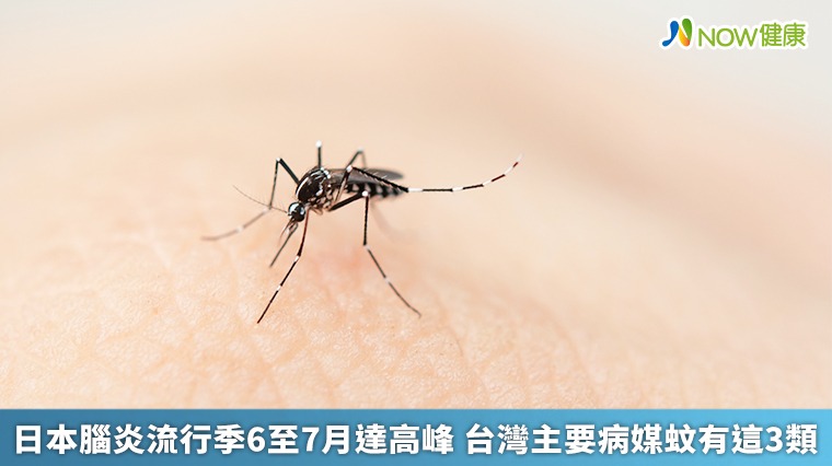 日本腦炎流行季6至7月達高峰 台灣主要病媒蚊有這3類