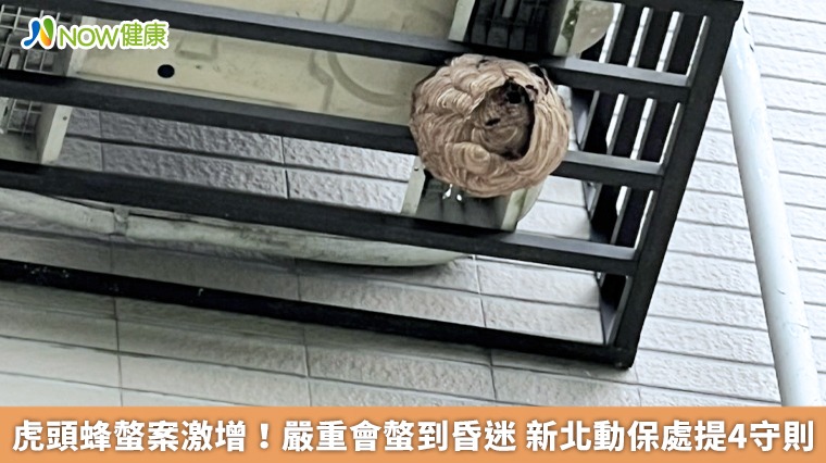 虎頭蜂螫案激增！嚴重會螫到昏迷 新北動保處提4守則