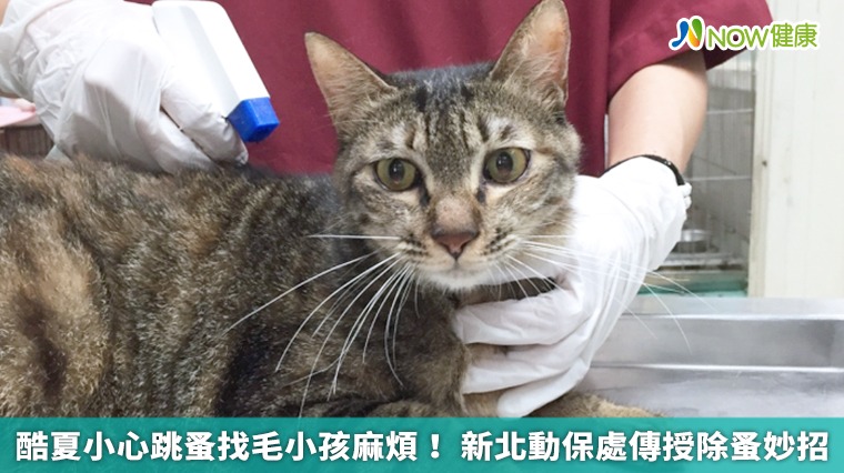 酷夏小心跳蚤找毛小孩麻煩! 新北動保處傳授除蚤妙招 酷夏小心跳蚤找毛小孩麻煩! 新北動保處傳授除蚤妙招