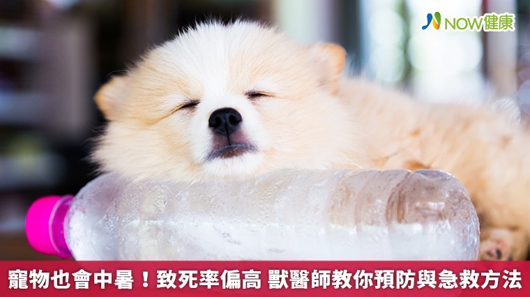 寵物也會中暑!致死率偏高 獸醫師教你預防與急救方法 寵物也會中暑!致死率偏高 獸醫師教你預防與急救方法