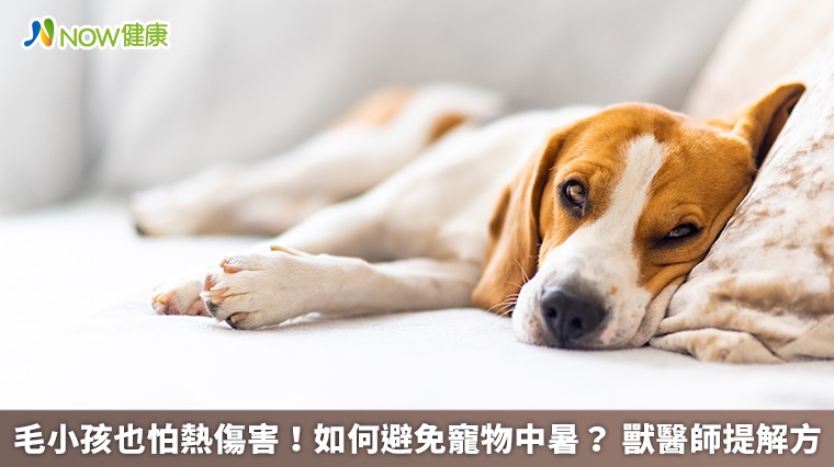 毛小孩也怕熱傷害!如何避免寵物中暑? 獸醫師提解方 毛小孩也怕熱傷害!如何避免寵物中暑? 獸醫師提解方