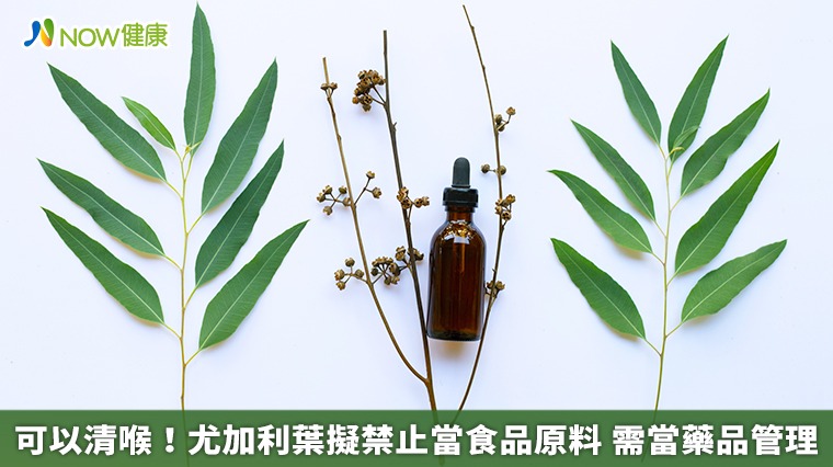 可以清喉!尤加利葉擬禁止當食品原料 需當藥品管理 可以清喉!尤加利葉擬禁止當食品原料 需當藥品管理